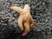 A starfish clings to a rock near Haystack Rock in Cannon Beach, Ore., on July 31, 2010. Starfish are making a comeback on the West Coast, four years after a mysterious syndrome killed millions of them. From 2013 to 2014, Sea Star Wasting Syndrome hit sea stars from British Columbia to Mexico. The species is rebounding with sea stars being spotted in Southern California tide pools and elsewhere.