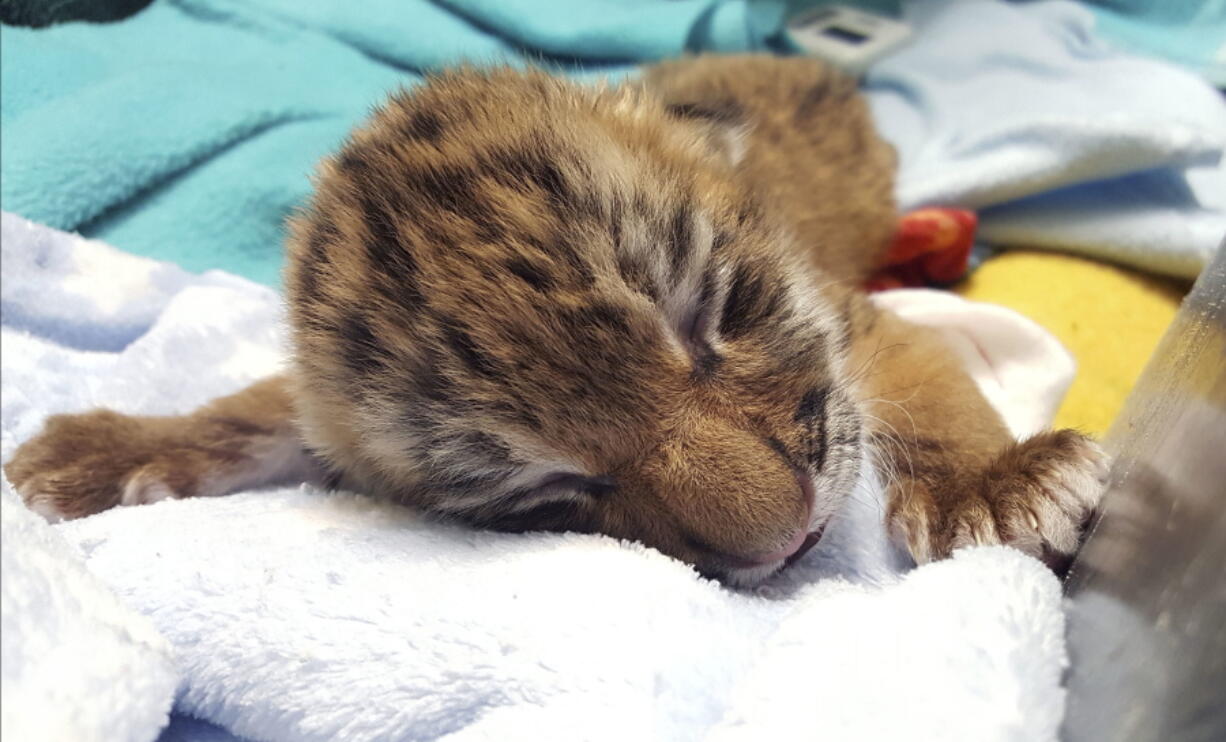 One of two new tiger cubs at the zoo in Bridgeport, Conn.