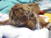 One of two new tiger cubs at the zoo in Bridgeport, Conn.