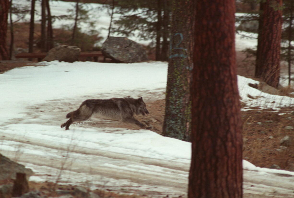 A wolf leaps across a road into the wilds of Central Idaho. Idaho officials are challenging a federal court order to destroy information collected from tracking collars placed on elk and wolves obtained illegally by landing a helicopter in a central Idaho wilderness area.