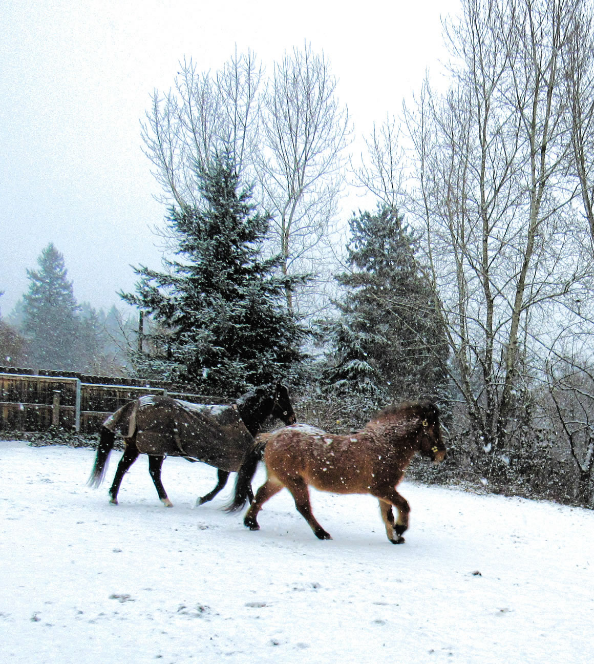 Lady and Bliki enjoy a jog in fresh winter snow. Shot by Jennifer Pratt-Walter at her home near the Discovery Trail near Hazel Dell.