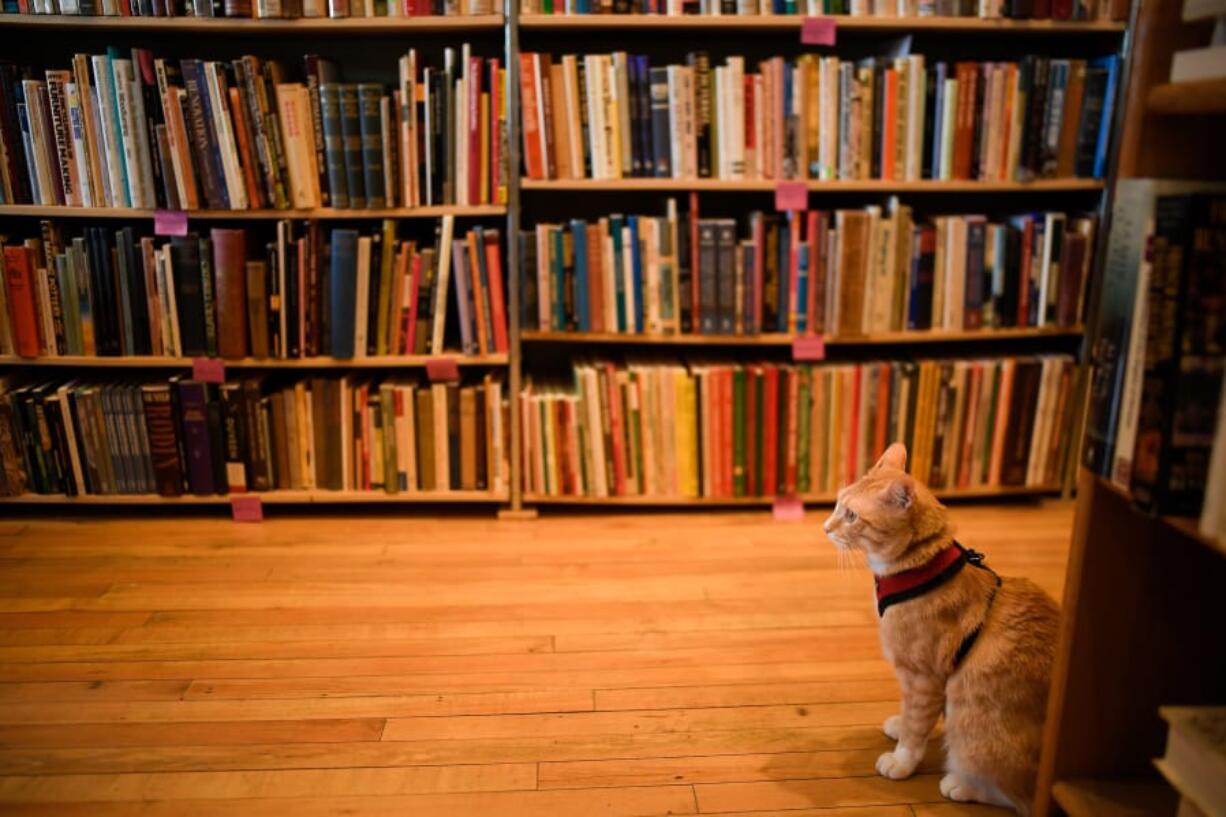 Max explores Against the Current bookstore in St. Paul, Minn. Max has become internet famous for sneaking into Macalester College’s library.