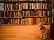 Max explores Against the Current bookstore in St. Paul, Minn. Max has become internet famous for sneaking into Macalester College’s library.