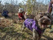 Karen Passafaro holds her dog Alba, 13 months old, during a hunt for truffles in Placerville, Calif., on Dec. 18. “Her name stems from a region of Italy known for the white truffles,” said Passafaro. Renee C.