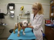 Dr. Beverly K. Sturges holds Spanky on the exam table at UC Davis Veterinary Medical Teaching Hospital, in Davis, Calif., April 13. The bulldog puppy received stem cell therapy for spina bifida.