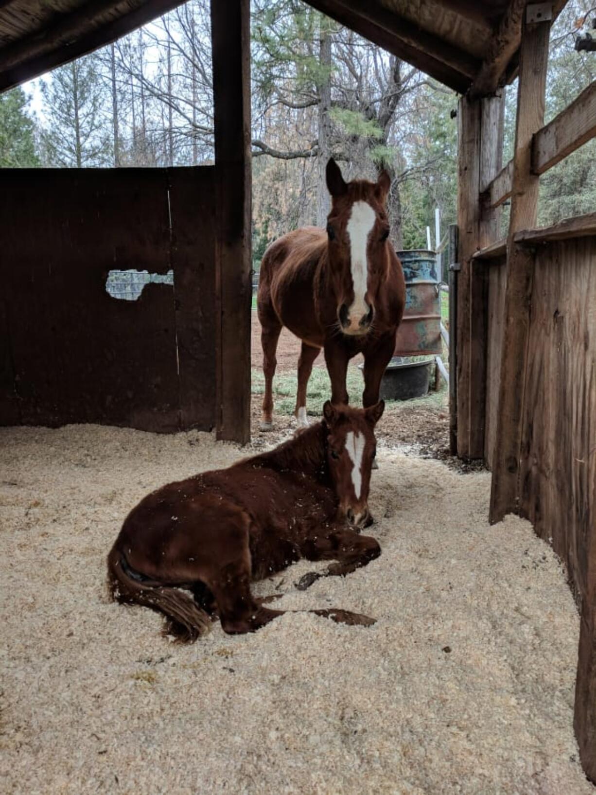 This mare and her filly were dumped in a field in Sacramento County over the holidays. Bradshaw Animal Shelter and The Medicine Horse Project teamed up to save them.