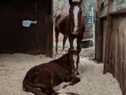 This mare and her filly were dumped in a field in Sacramento County over the holidays. Bradshaw Animal Shelter and The Medicine Horse Project teamed up to save them.