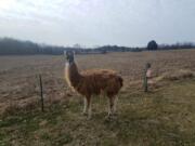 This llama was spotted in the Luebbering area of Franklin County for months, authorities say. It was finally rounded up on Jan. 13 and given a new home.