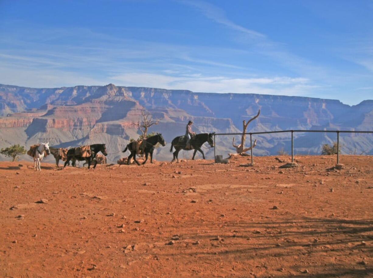 Mules are a popular way for visitors to tour the Grand Canyon.