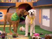 Puppies Barry and Olympia size up one another as they take the field for “Puppy Bowl XIV.” Damian Strohmeyer/Animal Planet