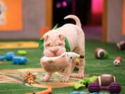 Mr. Wigglesworth, a shar-pei puppy, takes the field in Animal Planet’s “Puppy Bowl XIV.” The competition will be broadcast beginning at noon on Sunday on Animal Planet.