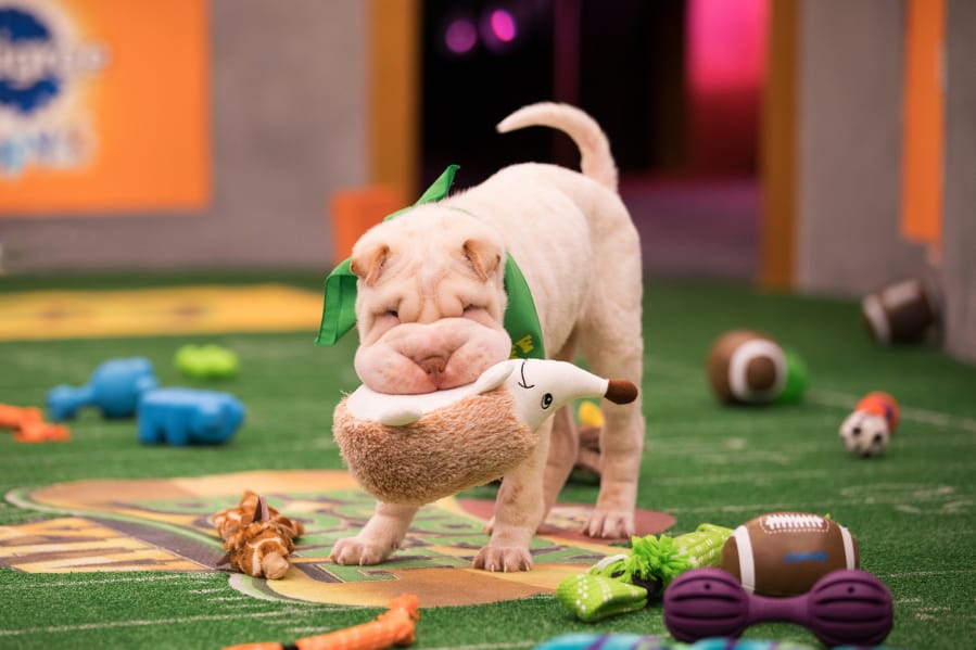 Mr. Wigglesworth, a shar-pei puppy, takes the field in Animal Planet’s “Puppy Bowl XIV.” The competition will be broadcast beginning at noon on Sunday on Animal Planet.