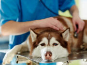 Lethargy, fever, sneezing, coughing and discharge from eyes and nose are signs of the canine flu.