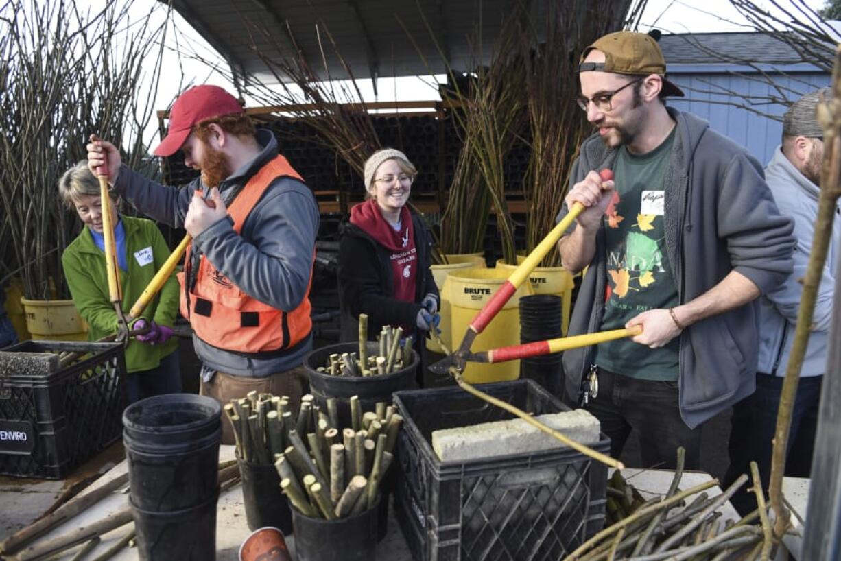 Jane Walker, from left, Ben Thompson, Marina Baker and Rafael Cortada clip willow branches at Clark Public Utilities’ native plant nursery Monday on Martin Luther King Jr. Day, a national day of service.