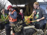 Jane Walker, from left, Ben Thompson, Marina Baker and Rafael Cortada clip willow branches at Clark Public Utilities’ native plant nursery Monday on Martin Luther King Jr. Day, a national day of service.