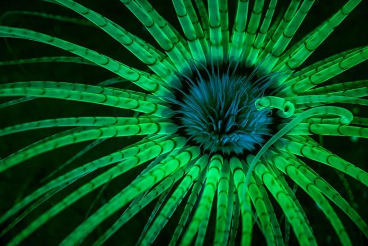 North Garrison Heights: Jim Obester’s picture of a fluorescent anemone taken at Sound Rock, for which he earned first place in the underwater category in National Geographic’s 2017 Nature Photographer of the Year contest.