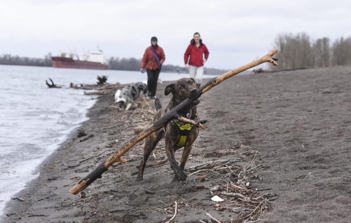 Boo the dog carries a large stick along Frenchman’s Bar Regional Park on the Columbia River while Marilyn Abbink, back left, and Boo’s owner, Sarah Cagle, walk just behind him. A week of heavy rain pushed the river up slightly higher than early last week. The National Weather Service is predicting more rain today, then a couple of dry days with high temperatures.