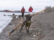 Boo the dog carries a large stick along Frenchman’s Bar Regional Park on the Columbia River while Marilyn Abbink, back left, and Boo’s owner, Sarah Cagle, walk just behind him. A week of heavy rain pushed the river up slightly higher than early last week. The National Weather Service is predicting more rain today, then a couple of dry days with high temperatures.