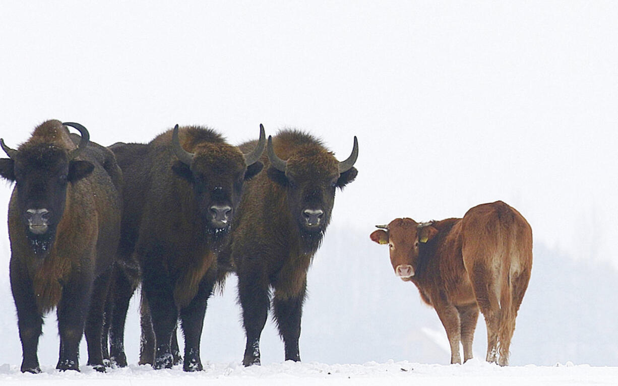 In this Jan. 20, 2018 photo, a cow stands near to a group of bison, near Wasilkowo village, 10 km from Hajnowka, Poland. A farmyard cow in Poland has chosen freedom this winter, roaming with a bison herd for three months after escaping its pen. The cow has been spotted following the bison across meadows bordering a forest in eastern Poland as they forage for food.