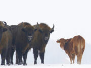 In this Jan. 20, 2018 photo, a cow stands near to a group of bison, near Wasilkowo village, 10 km from Hajnowka, Poland. A farmyard cow in Poland has chosen freedom this winter, roaming with a bison herd for three months after escaping its pen. The cow has been spotted following the bison across meadows bordering a forest in eastern Poland as they forage for food.