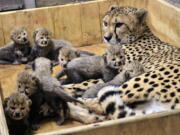 Bingwa, a 4-year-old cheetah, rests with her eight 3-week-old cubs. Bingwa gave birth Nov. 26 but the births weren’t announced until Wednesday. Carolyn Kelly/St.