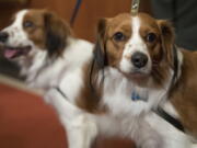 Nederlandse kooikerhondje, Escher, right, and Rhett are shown during a news conference at the American Kennel Club headquarters, Wednesday, Jan. 10, 2018, in New York. The club announced that it’s recognizing the Nederlandse kooikerhondje and the grand basset griffon Vendeen. They’re the first breeds added to the roster since 2016.