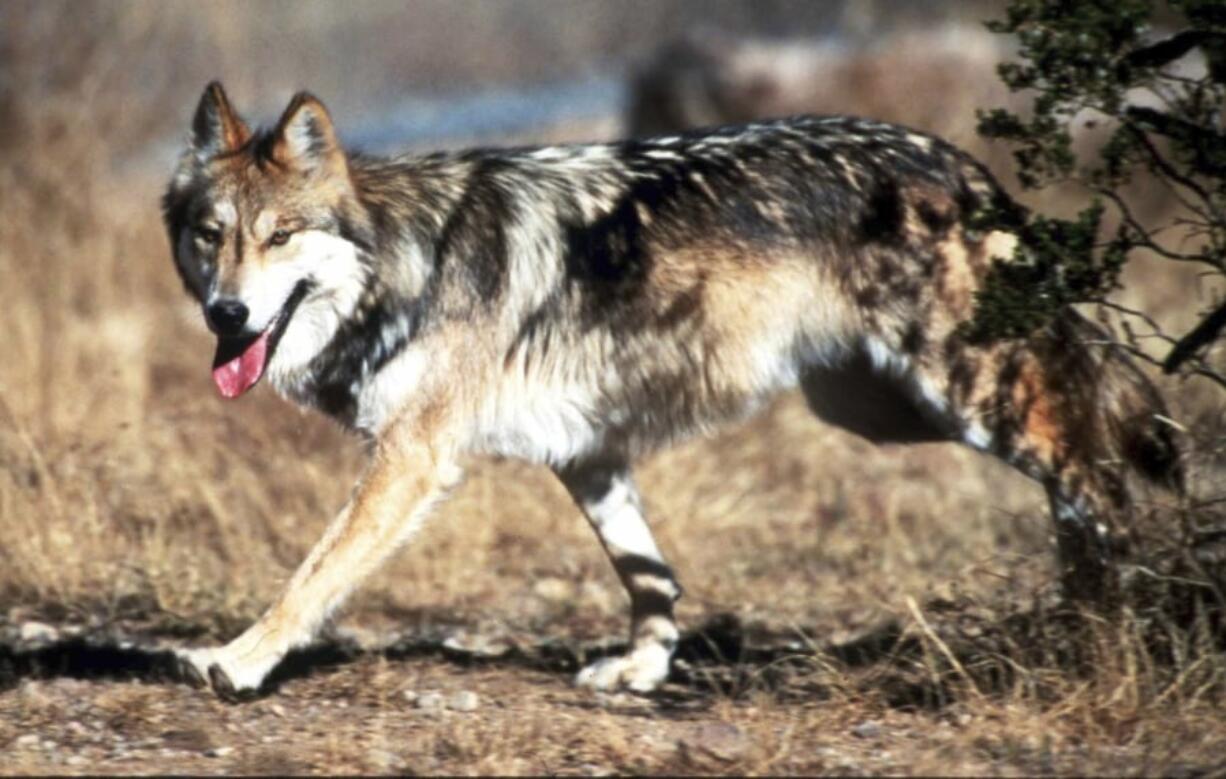 A Mexican gray wolf leaves cover at the Sevilleta National Wildlife Refuge, Socorro County, N.M. U.S. wildlife managers failed to adopt a recovery plan for the endangered Mexican gray wolf that would protect against illegal killings and the consequences of inbreeding, according to a lawsuit filed Tuesday by environmentalists. Jim Clark/U.S.