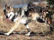 A Mexican gray wolf leaves cover at the Sevilleta National Wildlife Refuge, Socorro County, N.M. U.S. wildlife managers failed to adopt a recovery plan for the endangered Mexican gray wolf that would protect against illegal killings and the consequences of inbreeding, according to a lawsuit filed Tuesday by environmentalists. Jim Clark/U.S.