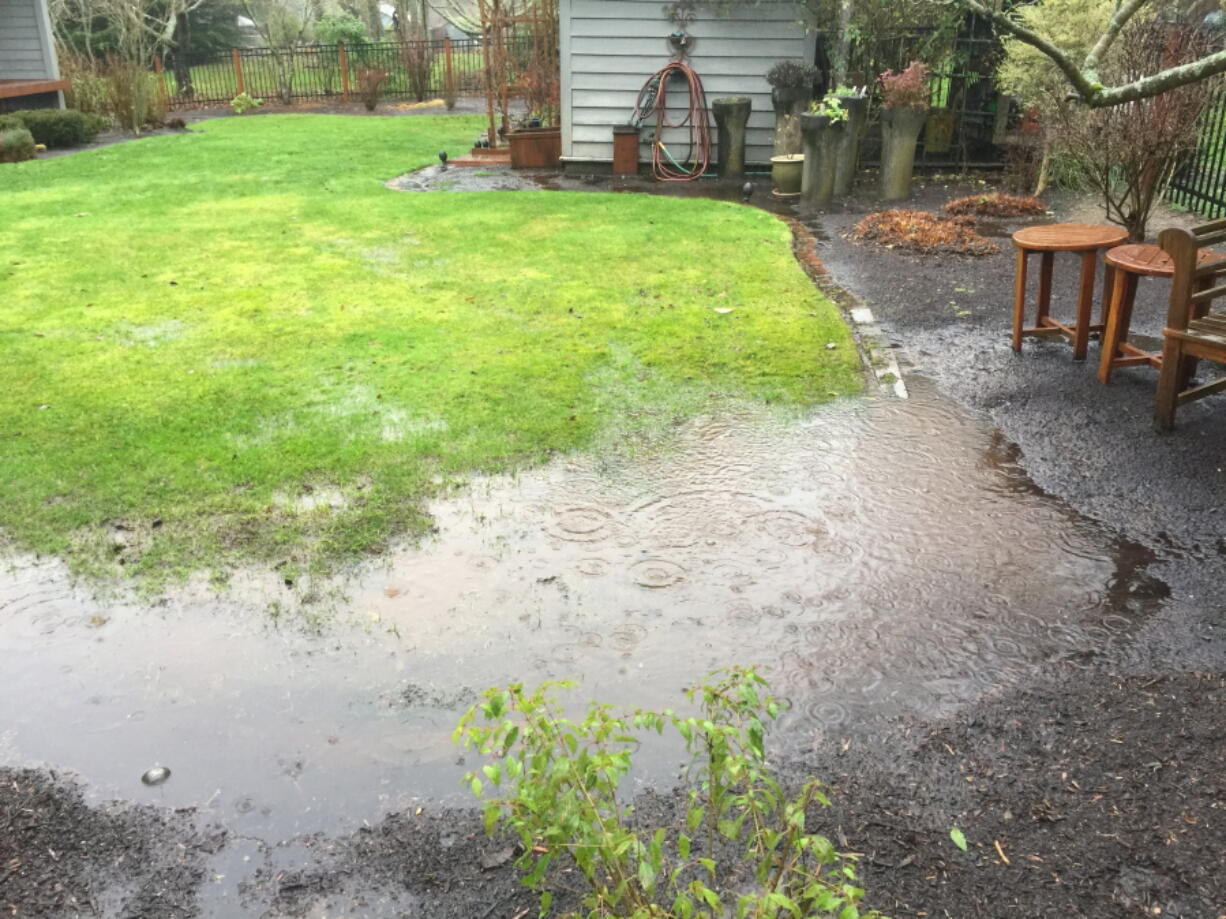 Water pools in a low spot on a homeowner’s lawn near Langley. The financial costs of poor drainage on properties can be substantial.