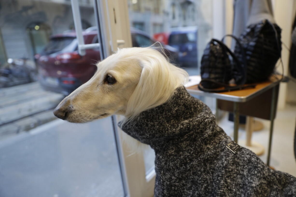 In this image taken on Tuesday, Jan. 16, 2018, Ulisse, an Afghan greyhound, wears a coat created by designer Giovanna Temellini at the Temellini boutique, in Milan, Italy. Milan has long been known for its pret-a-porter. Now the pooches want in with a new line of haute couture for canines: Temellini Dog a Porter.