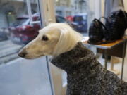 In this image taken on Tuesday, Jan. 16, 2018, Ulisse, an Afghan greyhound, wears a coat created by designer Giovanna Temellini at the Temellini boutique, in Milan, Italy. Milan has long been known for its pret-a-porter. Now the pooches want in with a new line of haute couture for canines: Temellini Dog a Porter.