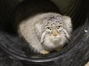 This undated photo, provided by the Hogle Zoo in Salt Lake City shows Mushu, a 10 month-old Pallas' Cat. The small mountain cat is on the loose at the Salt Lake City zoo on Monday, Jan. 29, 2018, marking the second animal escape there in less than two years. The cat isn't dangerous and is believed to still be inside zoo grounds.