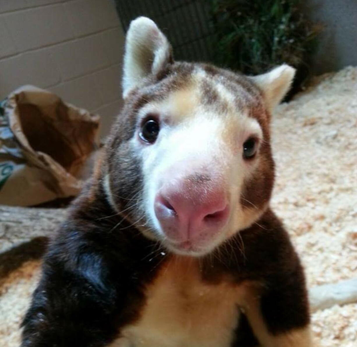 Paul, a Matschie’s tree kangaroo, turned 23 years, three months and four days old on Friday, making him the oldest living tree kangaroo in the U.S., according to the Roger Williams Park Zoo of Providence, R.I.