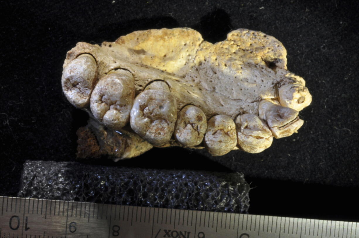 The portion of the upper left jaw and teeth from the Misliya-1 fossil indicated to researchers that modern humans left Africa as much as 100,000 years earlier than previously thought.