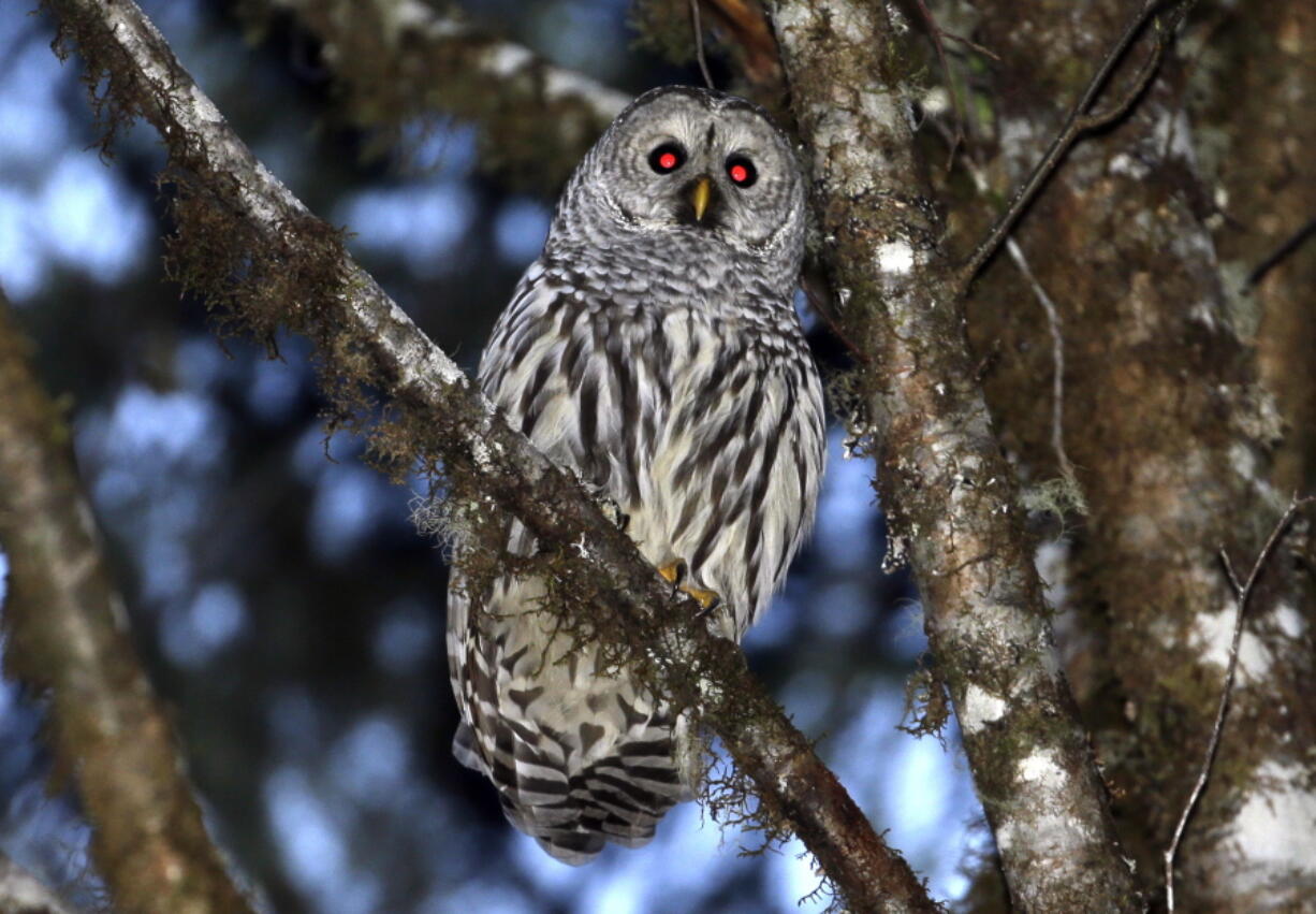 In this Dec. 13, 2017 photo, a female barred owl sits on a branch in the wooded hills outside Philomath, Ore. A federal appeals court in San Francisco has upheld a plan by wildlife officials to kill one type of owl to study its effect on another type of owl.