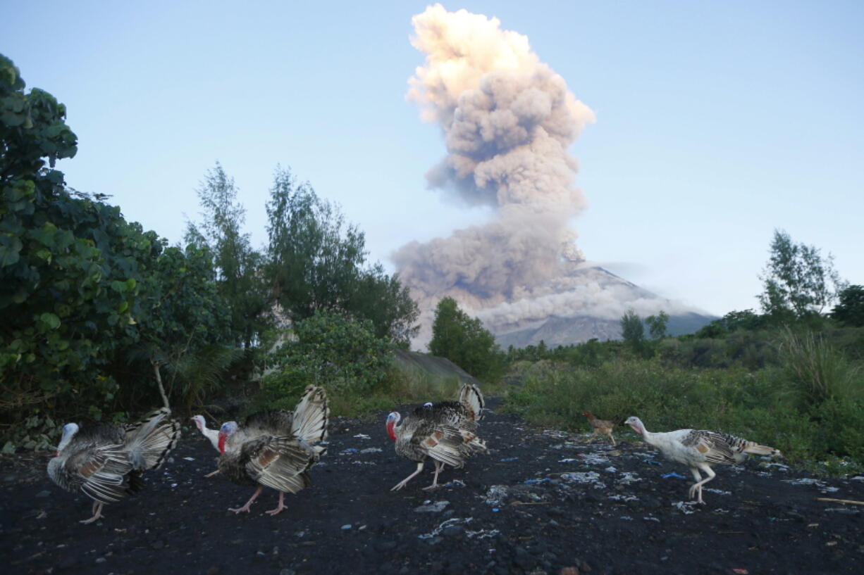 A flock of turkeys searches for food amidst an erupting Mayon volcano as seen from Legazpi city, Albay province, around 340 kilometers southeast of Manila, Philippines, on Wednesday. Lava fountaining regularly from the Philippines’ most active volcano has flowed up to 3 kilometers (1.86 miles) from the crater in a dazzling but increasingly dangerous eruption. Mount Mayon has spewed lava up to 600 meters early Wednesday and its ash plumes stretched up to 5 kilometers above the crater.