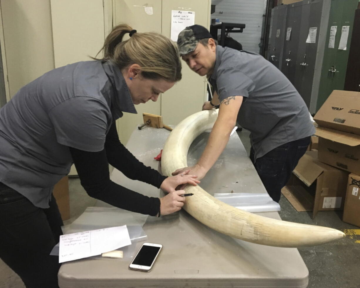 Wendy Hapgood, left, and John Steward, directors of the Wild Tomorrow Fund, measure an elephant tusk at a New York State Department of Environmental Conservation warehouse in Albany, N.Y. The tusk was part of a $4.5 million seizure of illegal ivory from a New York City antiques shop. To help support anti-poaching efforts, scientists will use carbon dating to determine when the elephant was killed and DNA analysis to pinpoint where it came from in Africa.