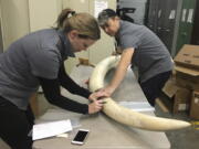 Wendy Hapgood, left, and John Steward, directors of the Wild Tomorrow Fund, measure an elephant tusk at a New York State Department of Environmental Conservation warehouse in Albany, N.Y. The tusk was part of a $4.5 million seizure of illegal ivory from a New York City antiques shop. To help support anti-poaching efforts, scientists will use carbon dating to determine when the elephant was killed and DNA analysis to pinpoint where it came from in Africa.