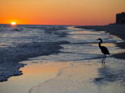 A blue heron walks along the beach at sunset in Orange Beach, Ala. The second annual National Plan for Vacation Day is Jan. 30.