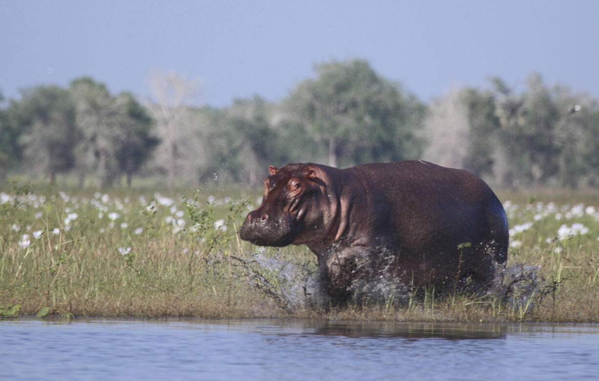 A hippopotamus charges into the waters of Lake Urema, in Gorongosa National Park, Mozambique in 2014. Gorongosa’s hippos and other wildlife were devastated by civil war in the 1980s and 1990s, but have recovered dramatically over the past decade.