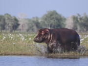 A hippopotamus charges into the waters of Lake Urema, in Gorongosa National Park, Mozambique in 2014. Gorongosa’s hippos and other wildlife were devastated by civil war in the 1980s and 1990s, but have recovered dramatically over the past decade.