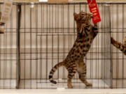 Don’t forget that cats have their own awards show at The International Cat Show in Portland, which offers dozens of breeds, judging, vendors and adoption opportunities.