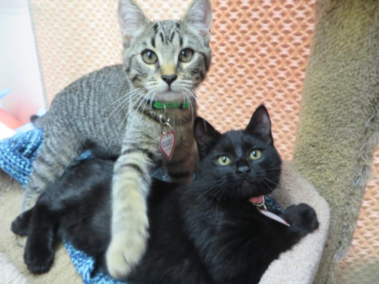 Don’t forget that cats have their own awards show at The International Cat Show in Portland, which offers dozens of breeds, judging, vendors and adoption opportunities.