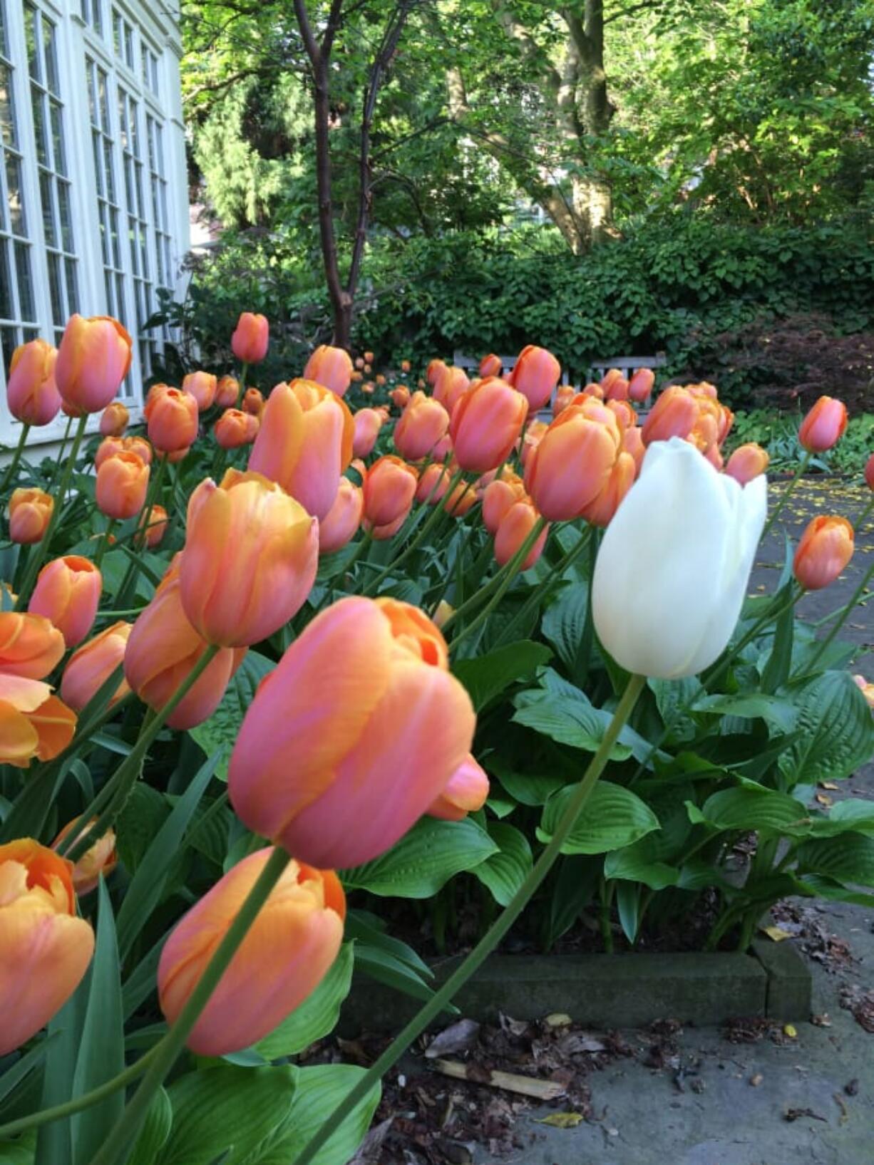 The improbably pretty pink-and-orange tulip named Dordogne — plus one unplanned white renegade — in the author’s garden.