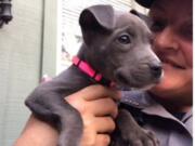 A pit bull puppy rescued by animal control officers from under a bridge in Daytona Beach, Fla., amid freezing temperatures on Jan. 18, was adopted by Daytona Beach Police Officer Kera Cantrell on Feb. 5.