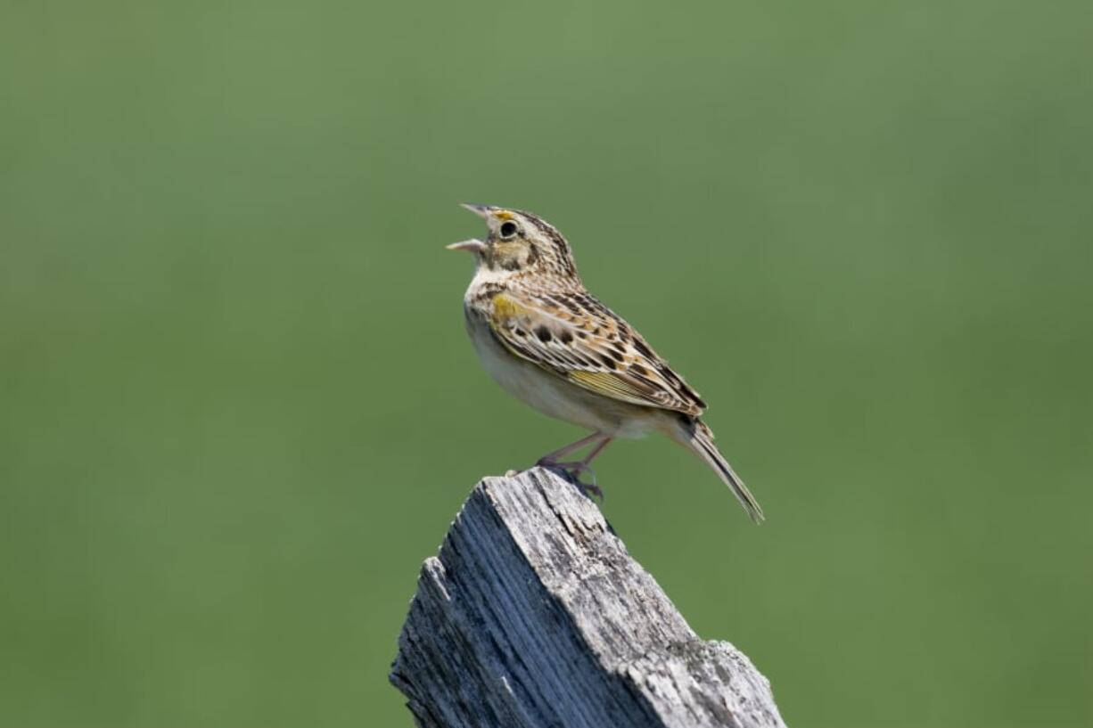 Experts say fewer than two dozen female grasshopper sparrows remain in the wild.