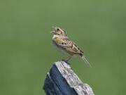 Experts say fewer than two dozen female grasshopper sparrows remain in the wild.