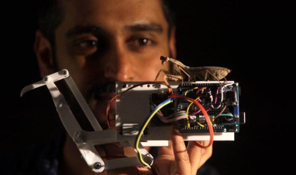 Lead author Vivek Nityananda holds a praying mantis atop a mantis-inspired robot arm.