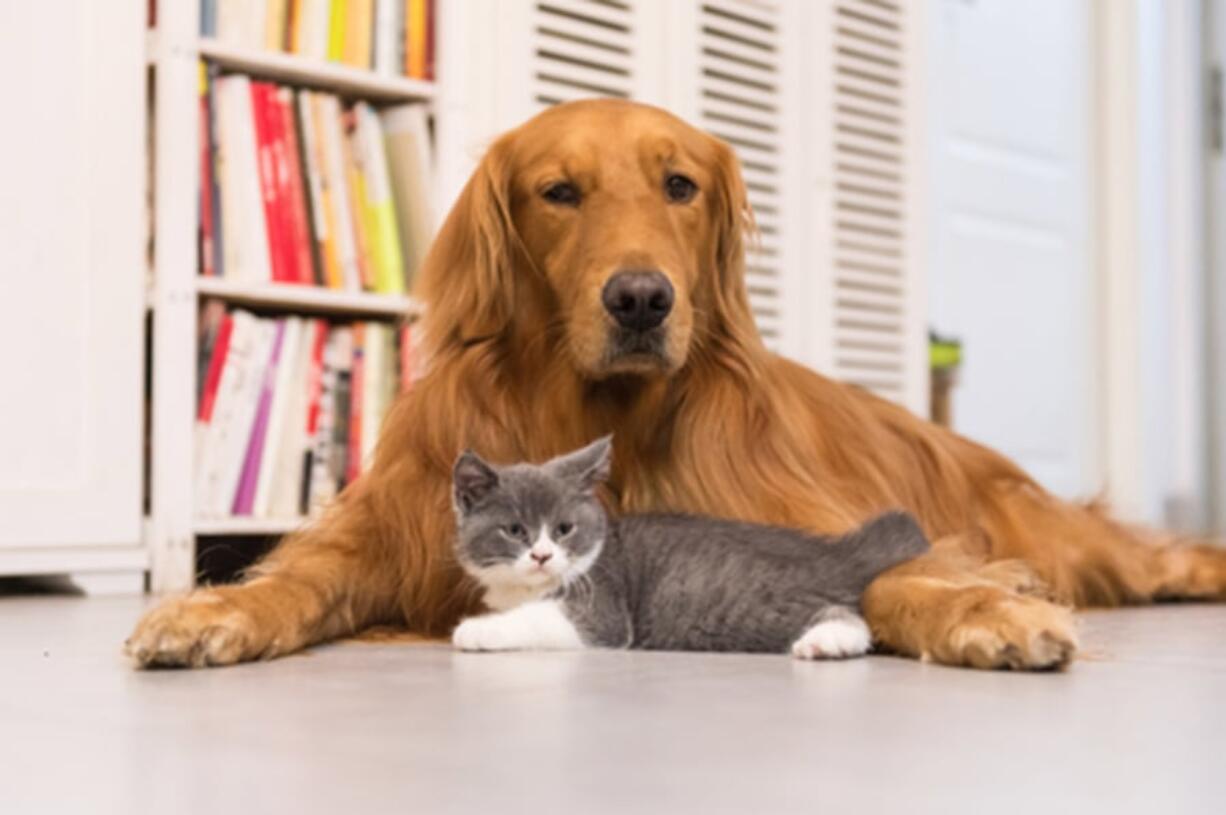 Pet-friendly flooring is key to happy co-existence with dogs and cats.