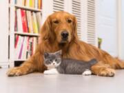 Pet-friendly flooring is key to happy co-existence with dogs and cats.